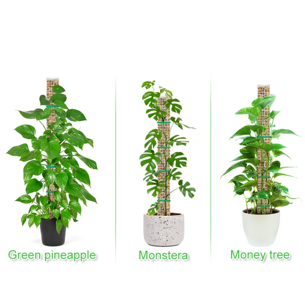 Moss Pole Plastic Plant Stand  - Sphagnum Moss Dry 评论和价格