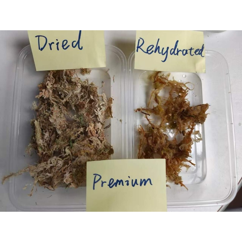 Premium Sphagnum Moss for Orch - Sphagnum Moss Dry 评论和价格
